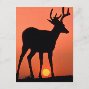 Zwartstaart of Muildier Olympic National Park Briefkaart
