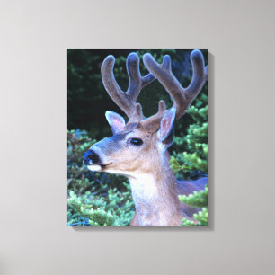 Zwartstaart   Olympic National Park Canvas Afdruk