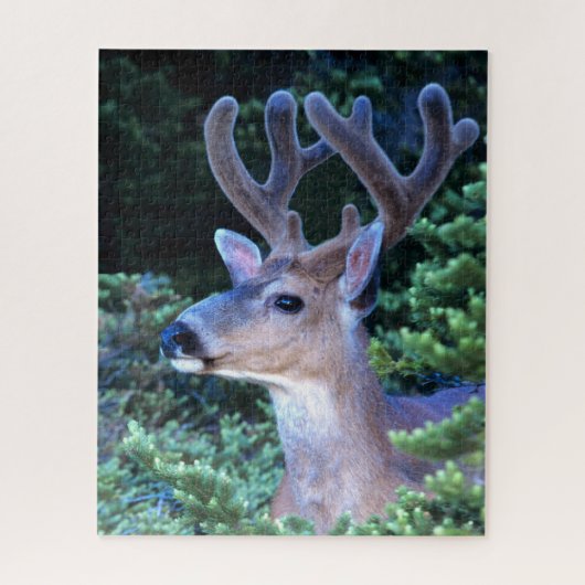 Zwartstaart | Olympic National Park Legpuzzel (Verticaal)