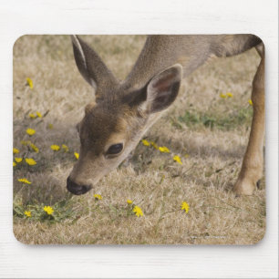 Zwartstaartbegrazing (Odocoileus hemionus) Muismat
