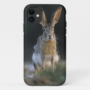 Zwartstaartjackkonijn, Lepus californicus, 2 iPhone 11 Hoesje