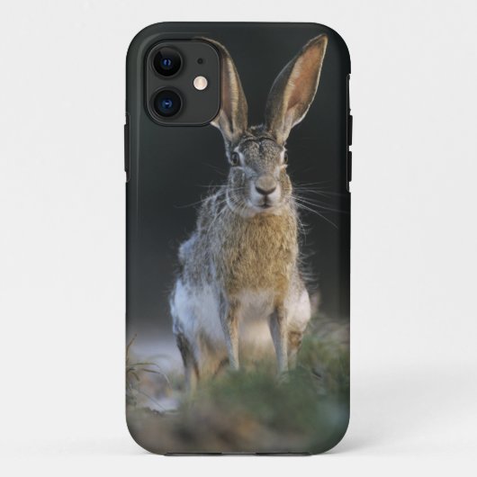 Zwartstaartjackkonijn, Lepus californicus, 2 Case-Mate iPhone Case (Achterkant)