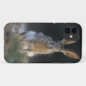 Zwartstaartjackkonijn, Lepus californicus, 2 Case-Mate iPhone Case (Achterkant (horizontaal))