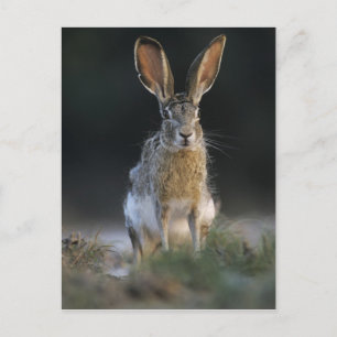 Zwartstaartjackrabbit, Lepus californicus, 2 Briefkaart