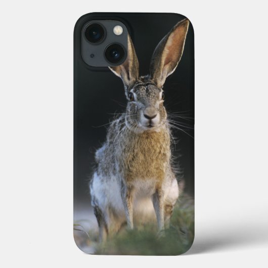 Zwartstaartjackrabbit, Lepus californicus, 2 Case-Mate iPhone Case (Achterkant)