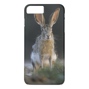 Zwartstaartjackrabbit, Lepus californicus, 2 Case-Mate iPhone Case