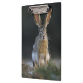 Zwartstaartjackrabbit, Lepus californicus, 2 Klembord (Links)
