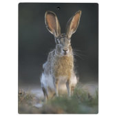 Zwartstaartjackrabbit, Lepus californicus, 2 Klembord (Achterkant)
