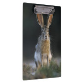 Zwartstaartjackrabbit, Lepus californicus, 2 Klembord (Rechts)