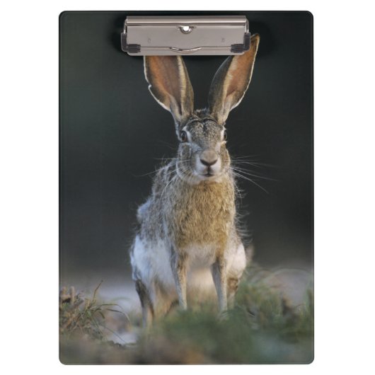 Zwartstaartjackrabbit, Lepus californicus, 2 Klembord (Voorkant)