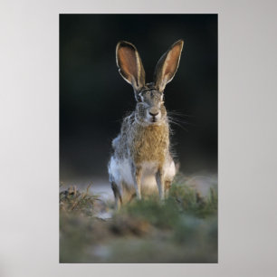 Zwartstaartjackrabbit, Lepus californicus, 2 Poster