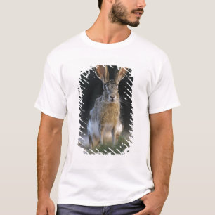 Zwartstaartjackrabbit, Lepus californicus, 2 T-shirt