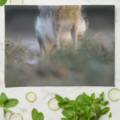 Zwartstaartjackrabbit, Lepus californicus, 2 Theedoek (Gevouwen)