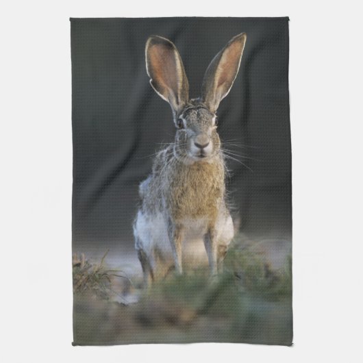 Zwartstaartjackrabbit, Lepus californicus, 2 Theedoek (Verticaal)
