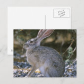 Zwartstaartjakobaas Briefkaart (Voorkant / Achterkant)