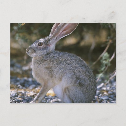 Zwartstaartjakobaas Briefkaart (Voorkant)