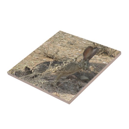 Zwartstaartjakobijn Tegeltje (Zijkant)