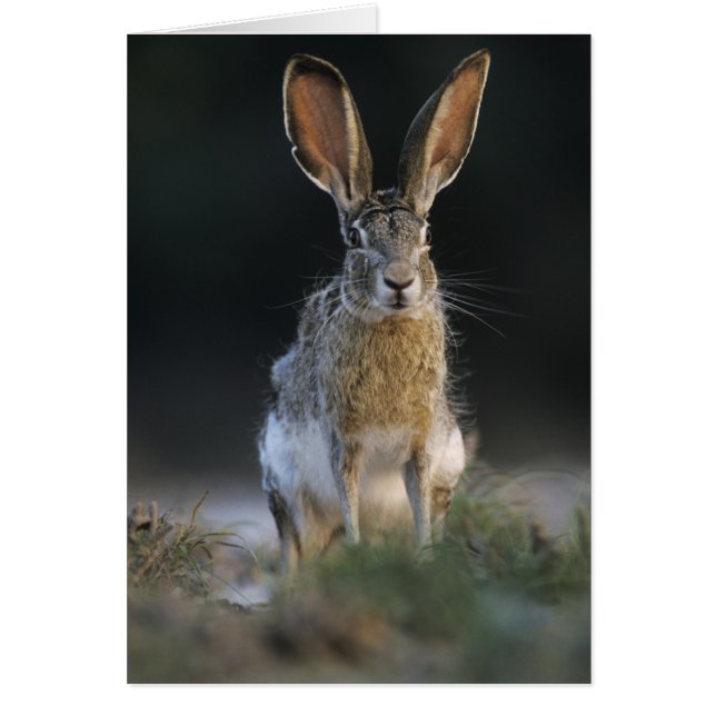 Zwartstaartjasje, Lepus californicus, 2 (Voorkant)