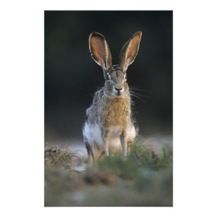 Zwartstaartjasje, Lepus californicus, 2 Foto Afdruk