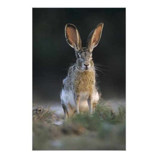 Zwartstaartjasje, Lepus californicus, 2 Foto Afdruk (Voorkant)