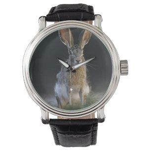 Zwartstaartjasje, Lepus californicus, 2 Horloge