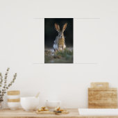 Zwartstaartjasje, Lepus californicus, 2 Poster (Keuken)