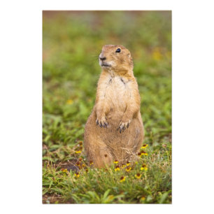 Zwartstaartprairiehond Cynomys Foto Afdruk