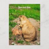 Zwartstaartprairiehond Feestdagenkaart (Voorkant)