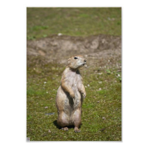 Zwartstaartprairiehond Foto Afdruk