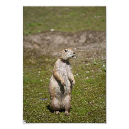 Zwartstaartprairiehond Foto Afdruk (Voorkant)