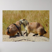 "Zwartstaartprairiehond ingelijste print (Voorkant)