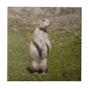 Zwartstaartprairiehond Natuurfoto Tegeltje