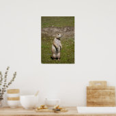 Zwartstaartprairiehond Poster (Keuken)