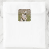 Zwartstaartprairiehond Vierkante Sticker (Tas)