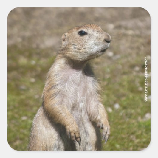 Zwartstaartprairiehond Vierkante Sticker (Voorkant)