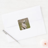 Zwartstaartprairiehond Vierkante Sticker (Envelop)