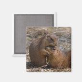 Zwartstaartprairiehonden Magneet (Voorkant / Achterkant)