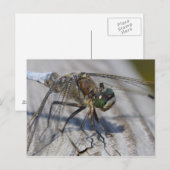 Zwartstaartskimmer Briefkaart (Voorkant / Achterkant)