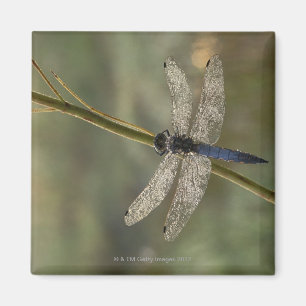 Zwartstaartskimmer Magneet