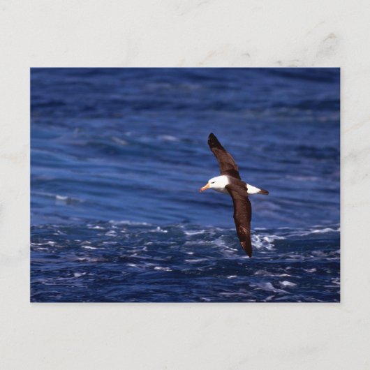Zwartwitalbatros in vlucht briefkaart (Voorkant)