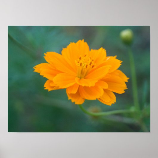 Zwavel Cosmos 01 Poster (Voorkant)