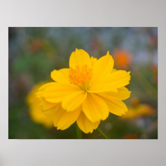 Zwavel Cosmos 02 Poster (Voorkant)