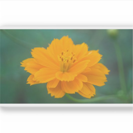 Zwavel Cosmos 02 Sticker (Voorkant)