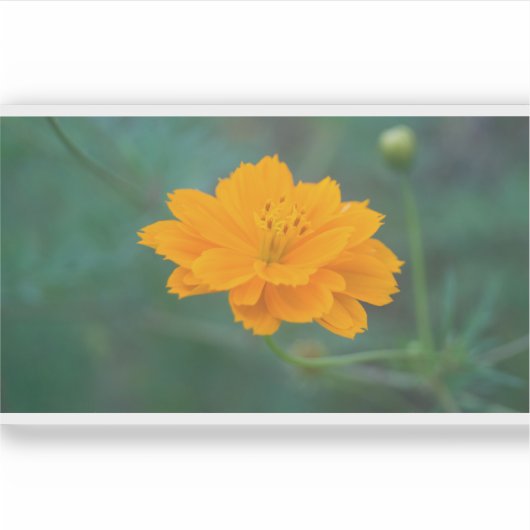 Zwavel Cosmos 03 Sticker (Voorkant)