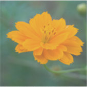 Zwavel Cosmos 04 Sticker (Voorkant)