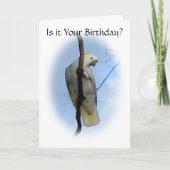 Zwavel Crest Cockatoo Verjaardag Kaart (Voorkant)