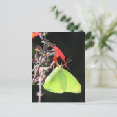 Zwavel in Briefkaart met zout (Staand voorkant)