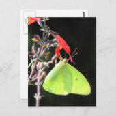 Zwavel in Briefkaart met zout (Voorkant / Achterkant)