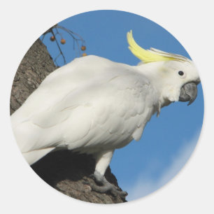 Zwavelcockatoen Ronde Sticker