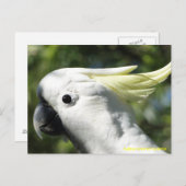 ZwavelCrested Cockatau Briefkaart (Voorkant / Achterkant)